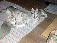 Huskies Erleben